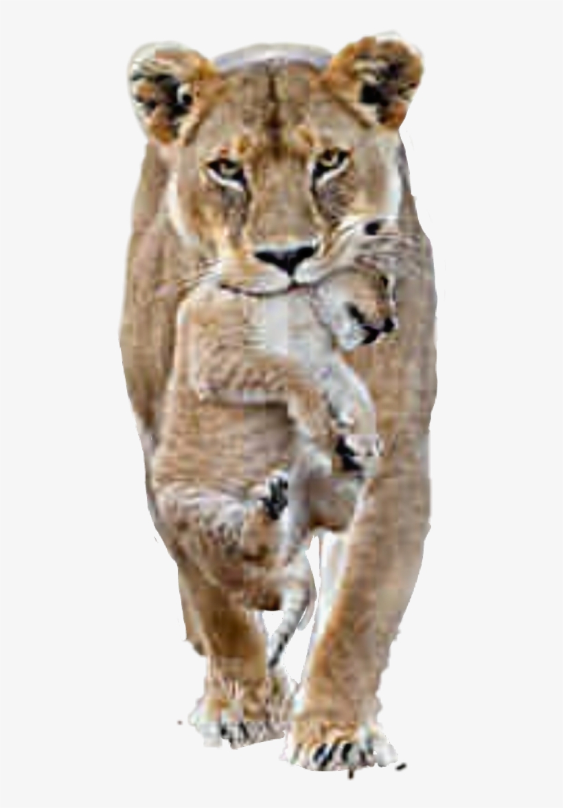 Lion, transparent png