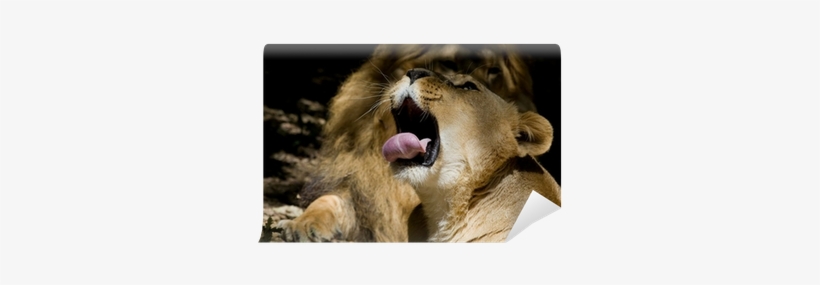 Lion, transparent png
