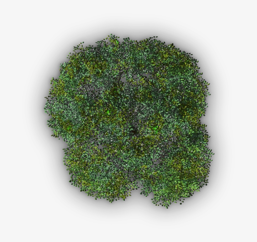 782k Tree Jrl4b 06 Feb 2009 - Insect Repellent, transparent png