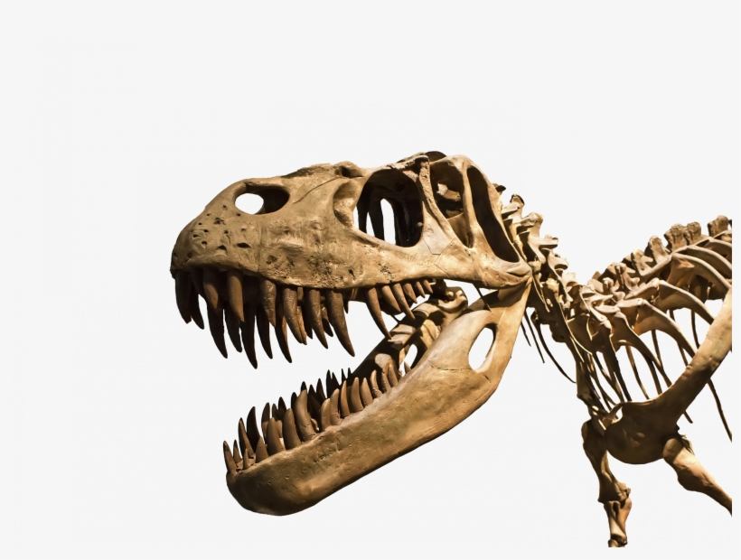 Trex - Fly Guy Presents: Dinosaurs (scholastic Reader, Level, transparent png