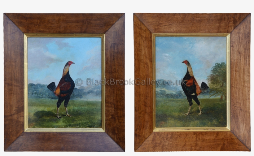 The Fighting Cock, transparent png