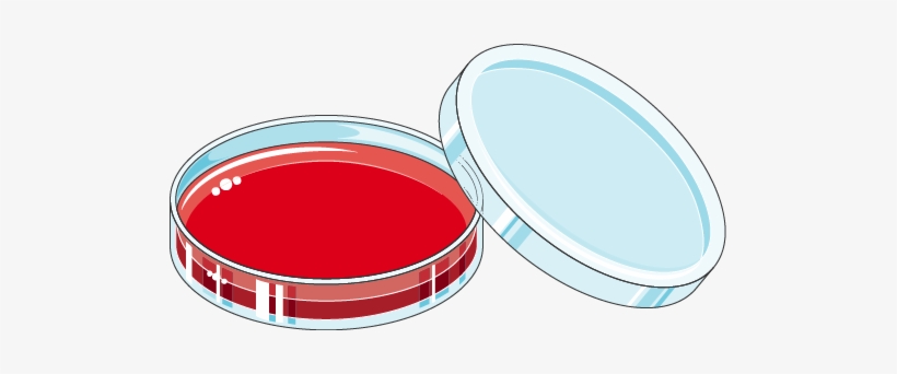 Download The Image - Circle, transparent png