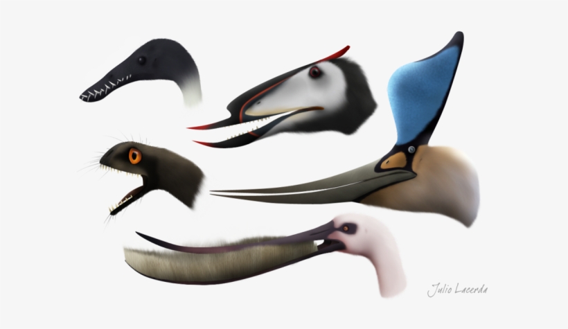 Rhamphorhynchus, Dsungaripterus, Anurognathus, Pterodaustro - Pterosaur Beak, transparent png