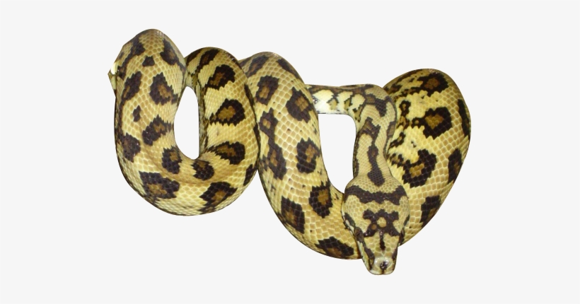 Serpent - Png Serpent, transparent png