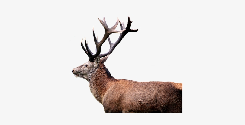 Hirsch Red Deer Antler Isolated Transparen - Deer, transparent png