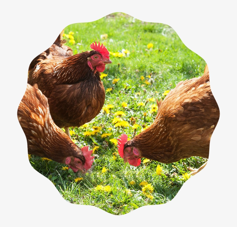 Chickens-0 - Raise Poultry: Producing Fresh Eggs, transparent png