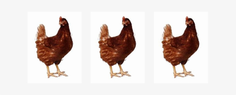 Picture - Chickens In A Line, transparent png