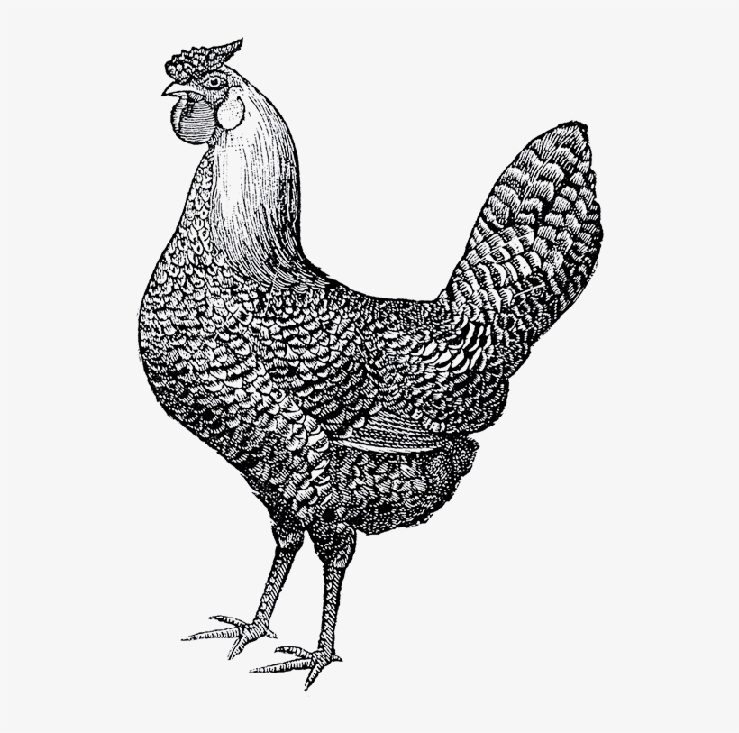 Love Chickens Pillow Case, transparent png