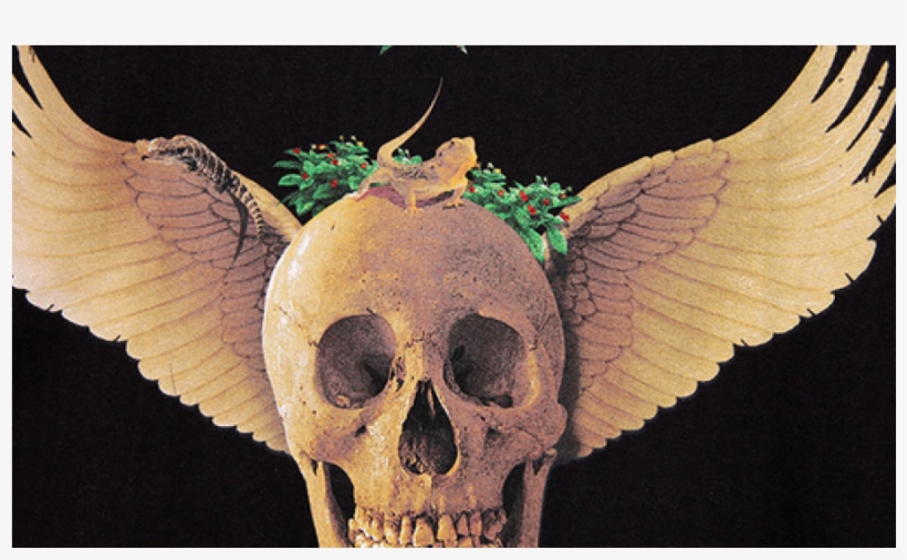 Skull, transparent png