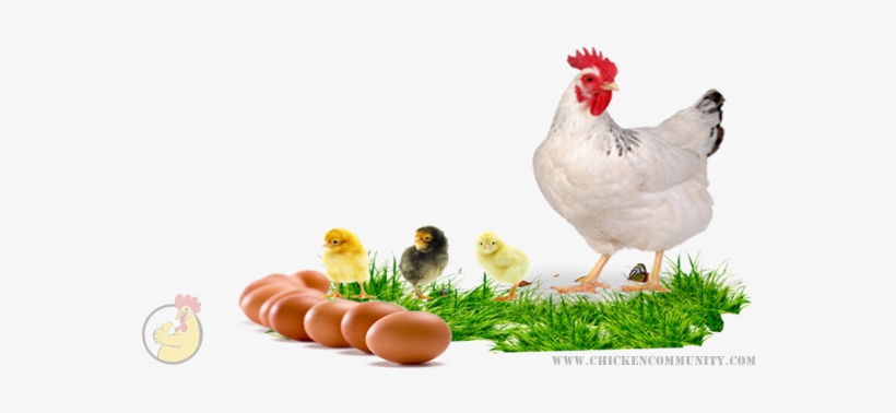 Sussex Chickens Originally Developed In England At - Memory Into Memoir: An Anthology, transparent png