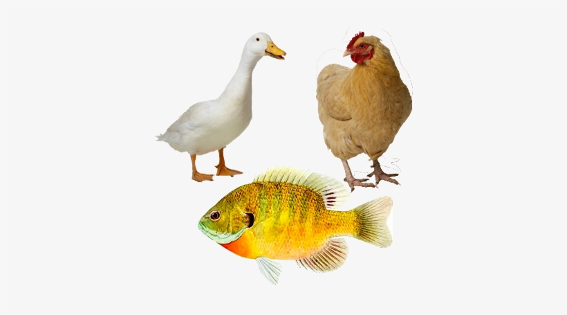 Ducks And Chickens - Chicken Png, transparent png