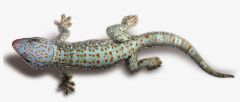 Geckos Transparent Png - Php. Praktyczne Projekty. Włodzimierz Gajda, transparent png