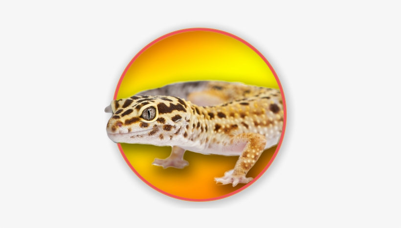 Common Leopard Gecko, transparent png