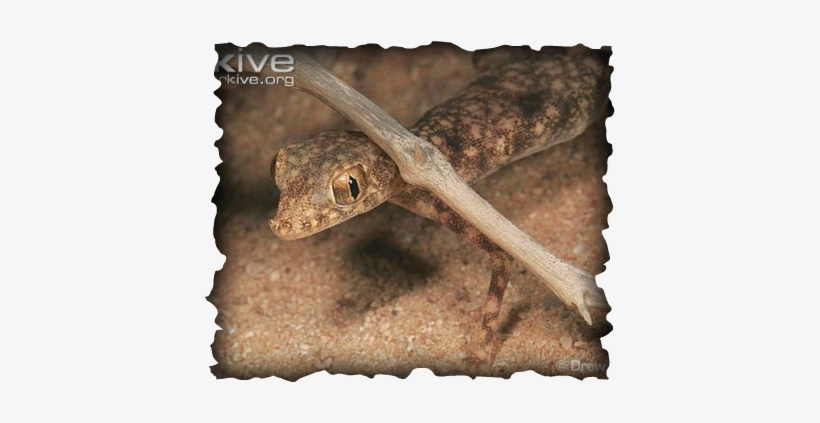 Gulf Short-fingered Gecko, transparent png
