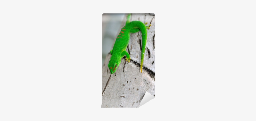 Carolina Anole, transparent png