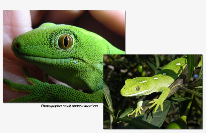 Gecko Conservation - Carolina Anole, transparent png