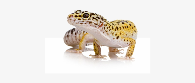 Easy To Use - Leopard Gecko, transparent png