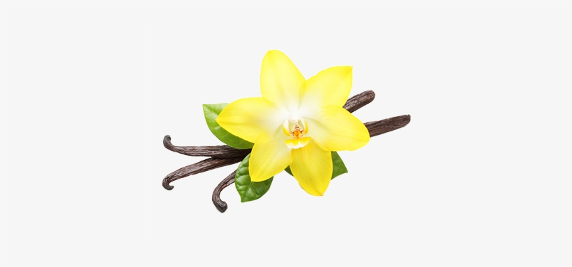 Vanilla Flower Png - Vanilla Png, transparent png