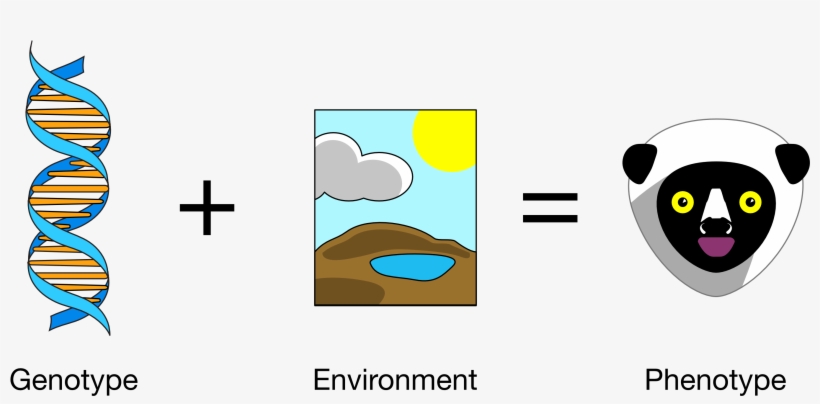 Genotype Plus Environment - Genetic And Environmental Variation, transparent png