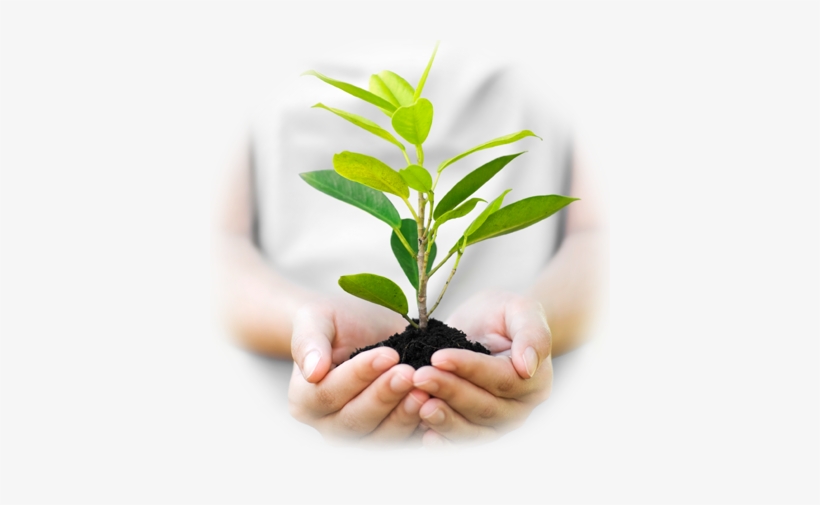 Environment - Trees Prevent Global Warming, transparent png