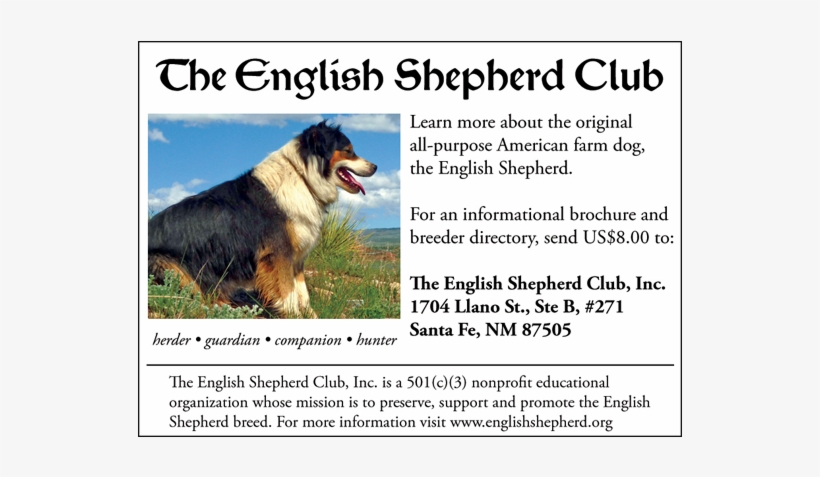 Bernese Mountain Dog, transparent png