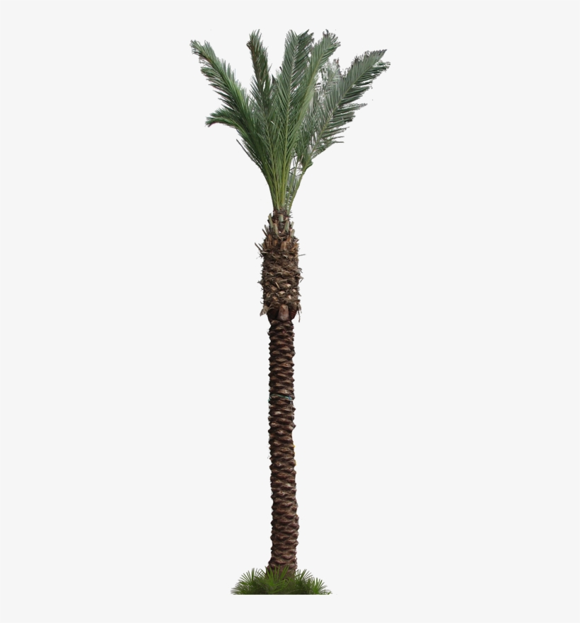 Kml Targethref, Palmera - Photograph, transparent png