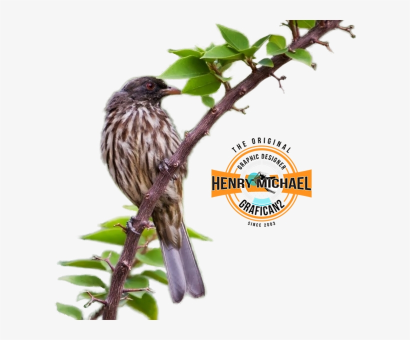 Cigua Palmera Rd - Rufous-bellied Thrush, transparent png