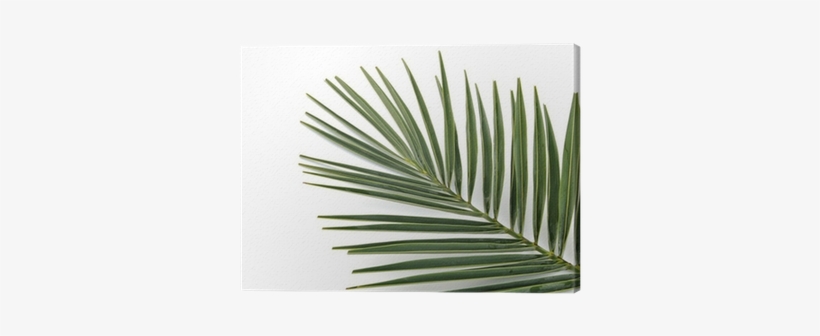 Sabal Minor, transparent png