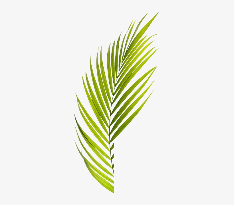 Camaron - Camarón De La Isla, transparent png