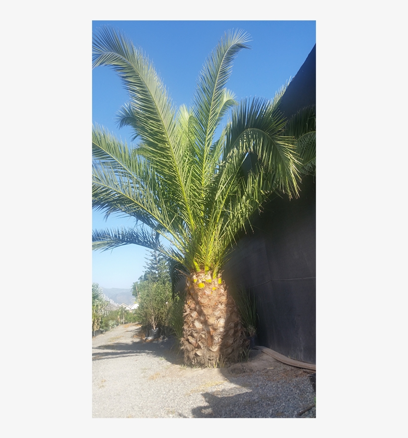 Palmera - Date Palm, transparent png