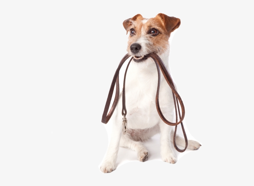 Walking Dog Png - Glad Disposable Waste Bag Set, 45 Count, Unscented, transparent png