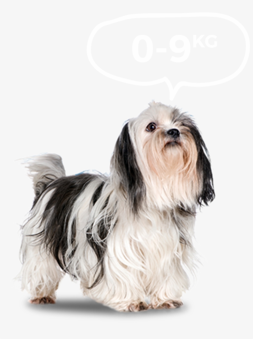 Small Dogs - Pekingese And Shih Tzu, transparent png