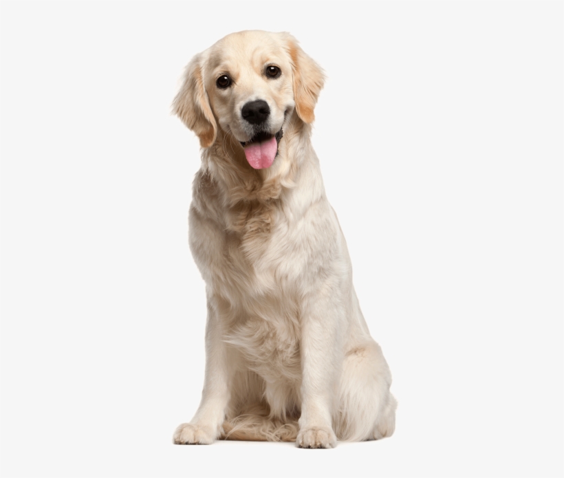 Dog Png File - Dog Png, transparent png