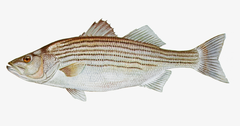 Striped Bass Fish, transparent png