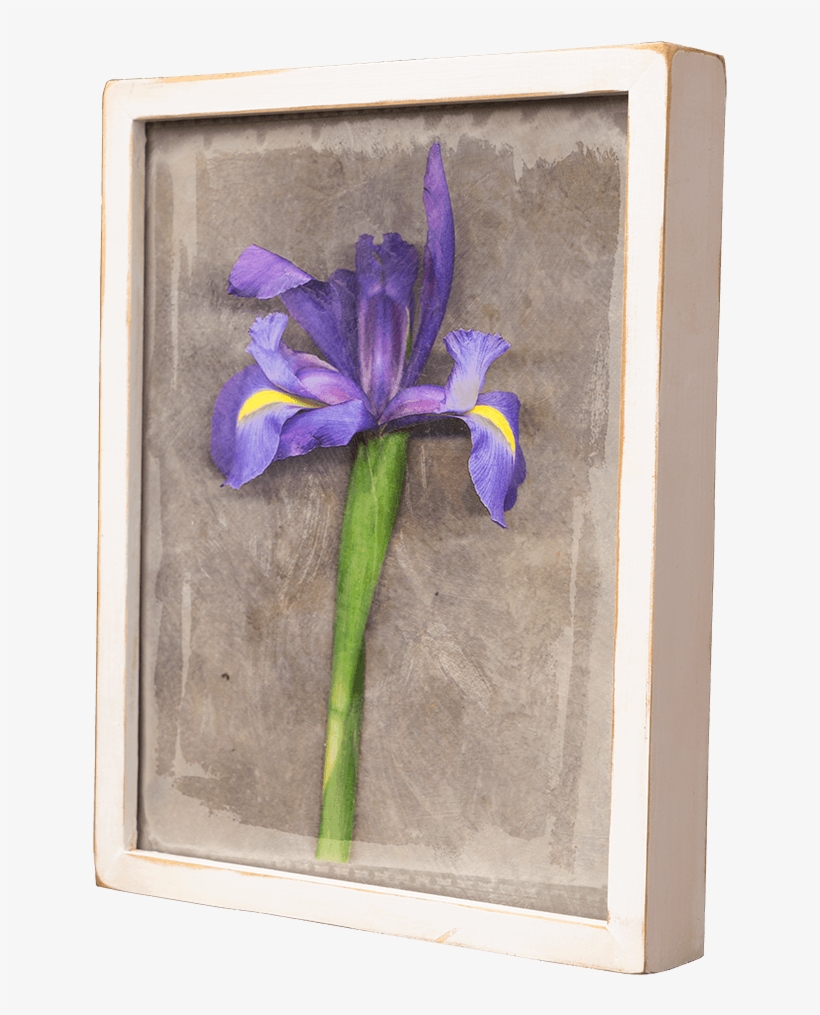 Single Iris - Iris Versicolor, transparent png