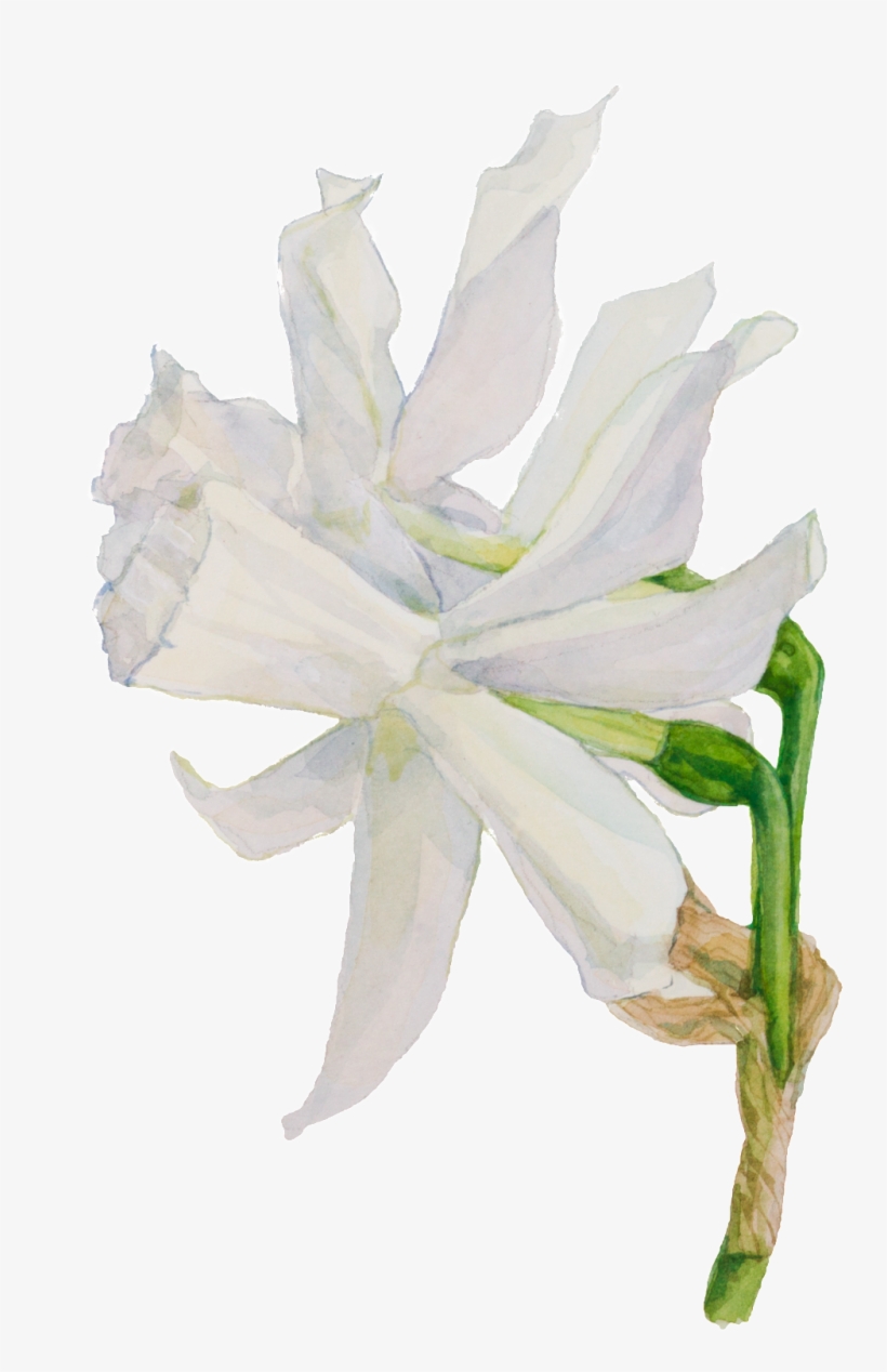 White Hand Painted Watercolor Flowers Decorative Transparent, transparent png