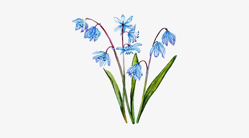 Fotoscilla1 - Iris, transparent png