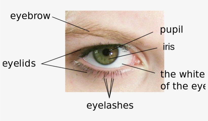 800px Parts Of The Eye En - Parts Of Eyes Name, transparent png
