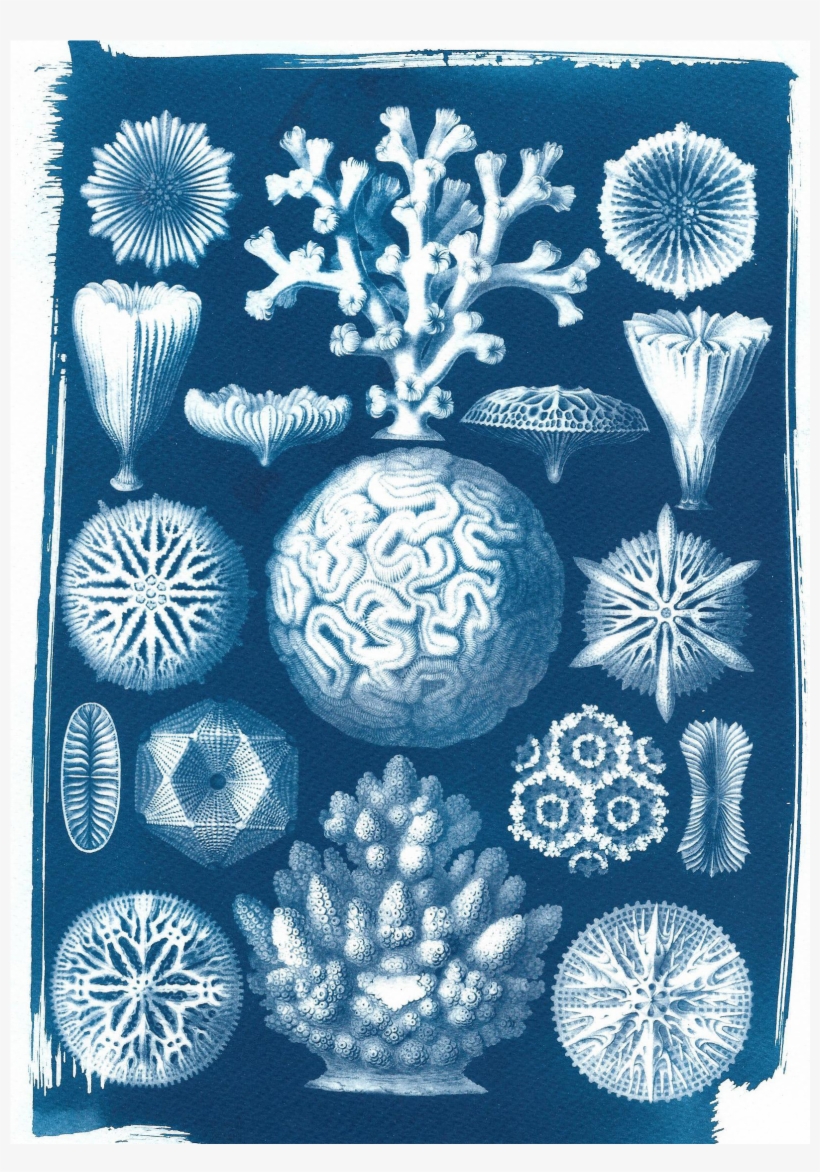 Drawing Coral Watercolor, transparent png