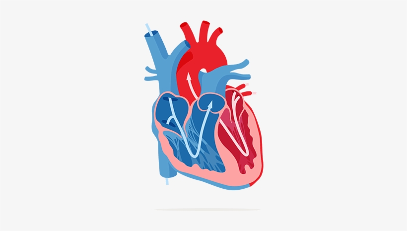 Corações Em Png - Heart, transparent png