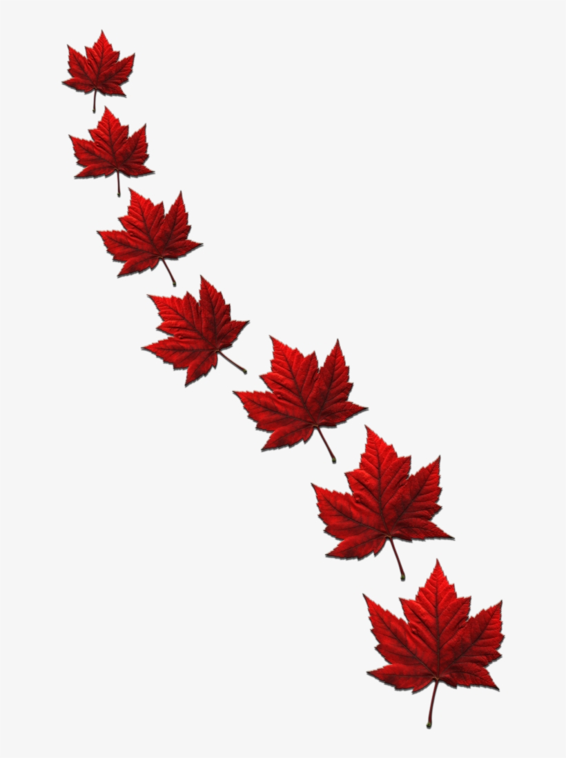 Canada Souvenir Polo Shirts Canada Flag Golf Shirts - Canada Maple Leaf Art, transparent png