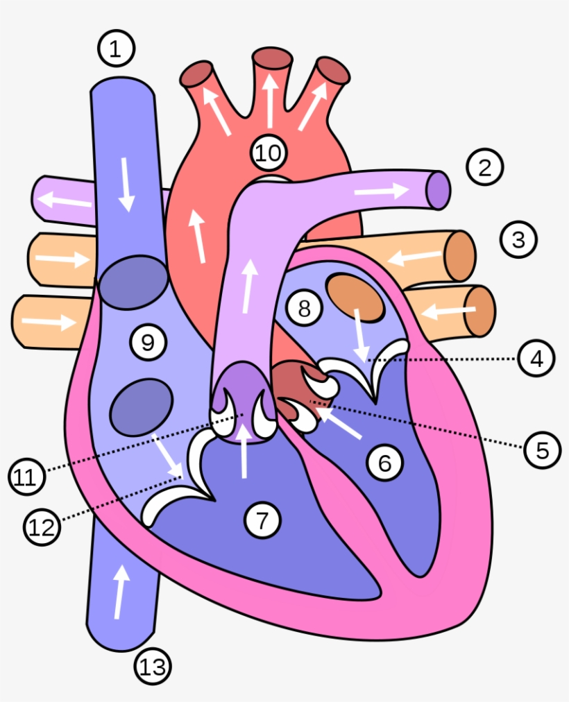 Ficheiro - Coracao - Diagram Of The Heart, transparent png