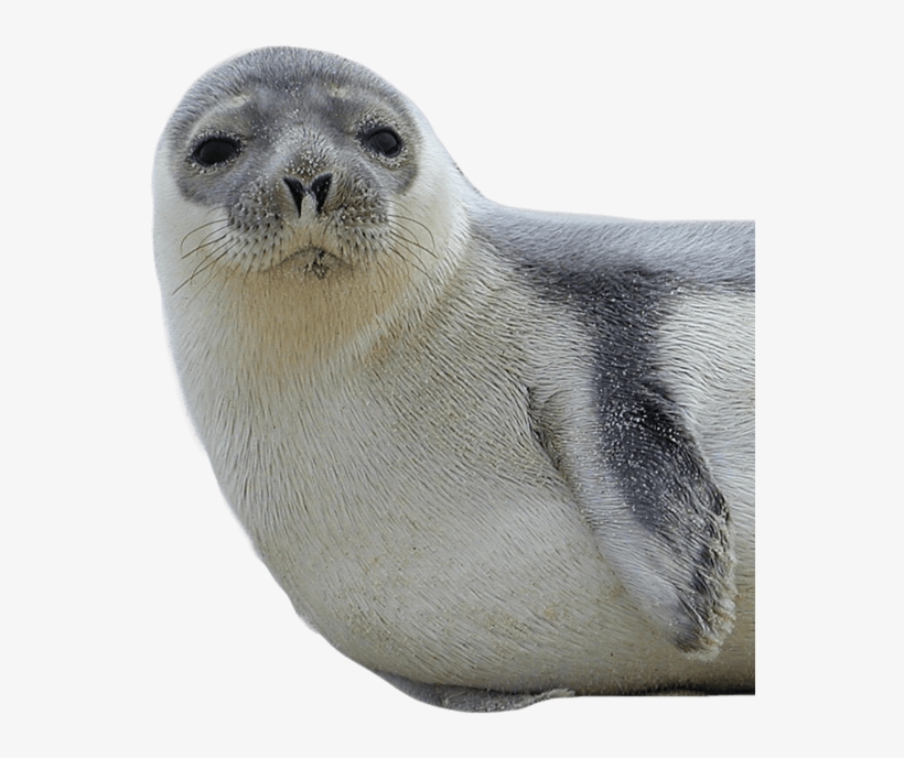 Seal Transparent Png, transparent png
