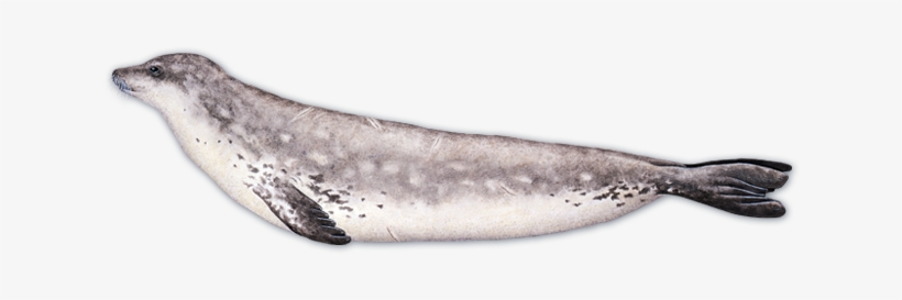 Harbor Seal Png - Earless Seal, transparent png
