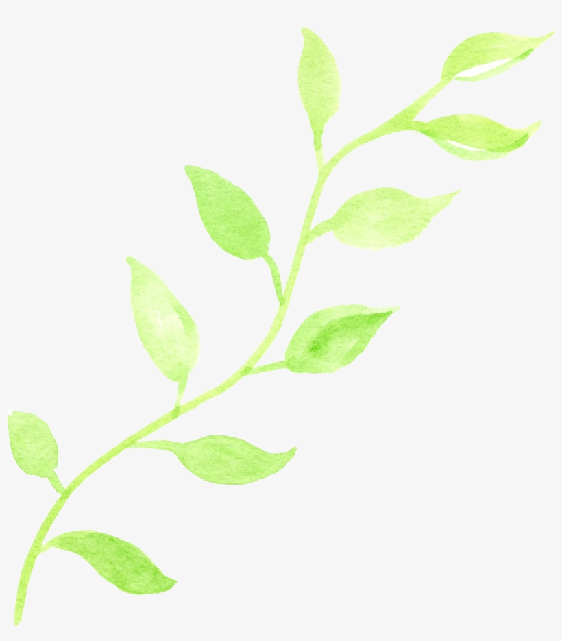 0℃素材29 - Bay Laurel, transparent png