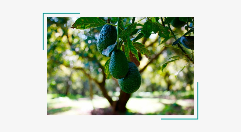 Arbol Aguacate Hass - Arbol De Aguacate Png, transparent png
