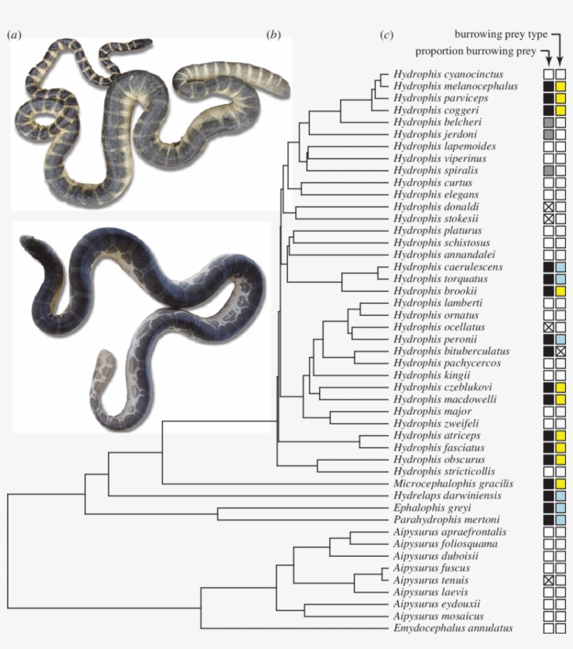 Exemplar Sea Snakes Showing Variation In Head Size - Hydrophis Atriceps, transparent png
