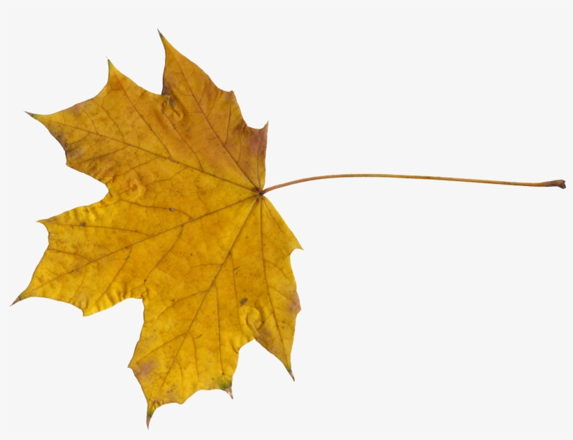 Red Maple Leaf Png Download - Leaf, transparent png