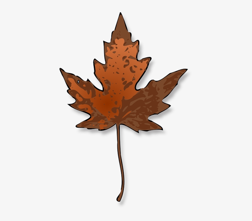 Maple, Leaf, Autumn, Fall, Dry, Nature, Canada - Maple Leaf Clip Art, transparent png