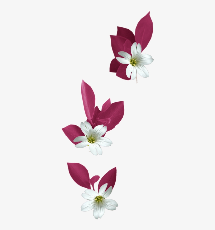 Pin By Jadwiga On Kwiaty Transparent - Flowers Png Tubes, transparent png